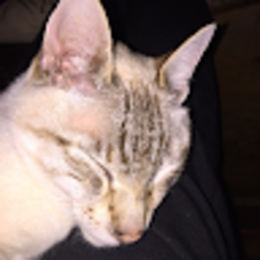 Meet your Posher, Jeannette